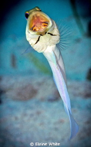 Yellowhead Jawfish - Grand Cayman
Nikon 7000, 105 lens, ... by Elaine White 
